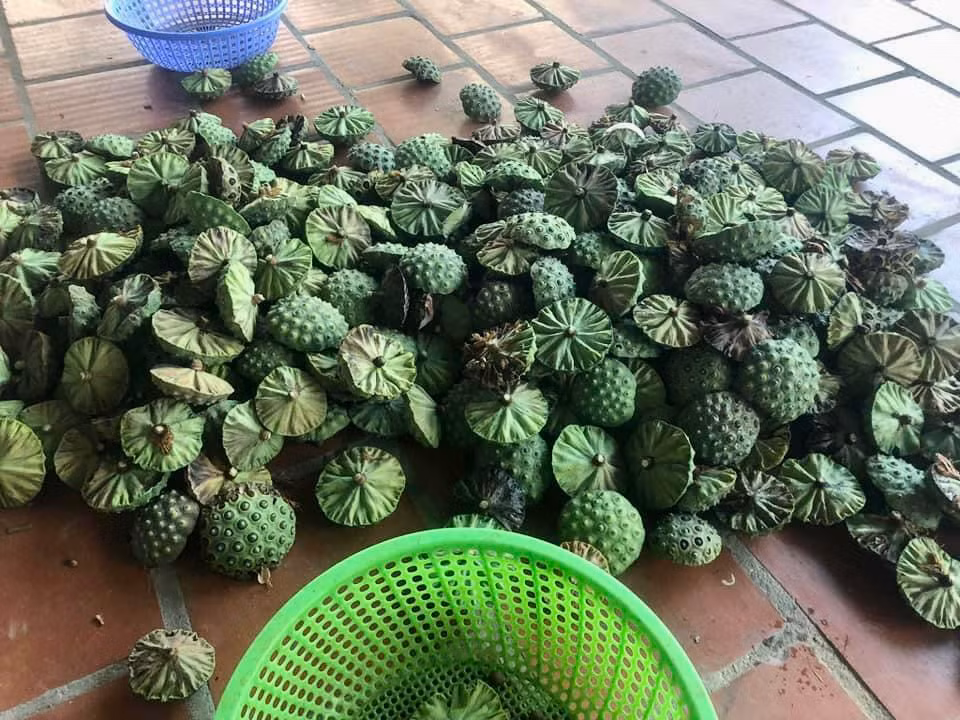 Những đài sen sau khi thu hoạch về sẽ được tách riêng phần hạt và bỏ phần đài.