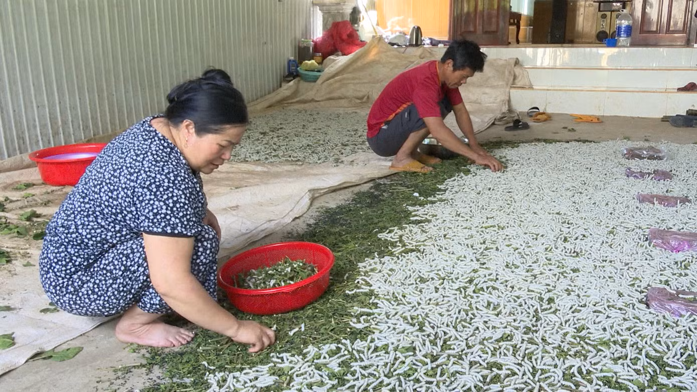Nhiều hộ gia đình phấn khởi vì mô hình trồng dâu, nuôi tằm mang lại kinh tế cao.