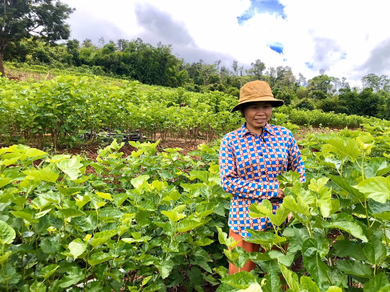 Bà Tâm phấn khởi vì thu nhập cao từ mô hình trồng dâu nuôi tằm.