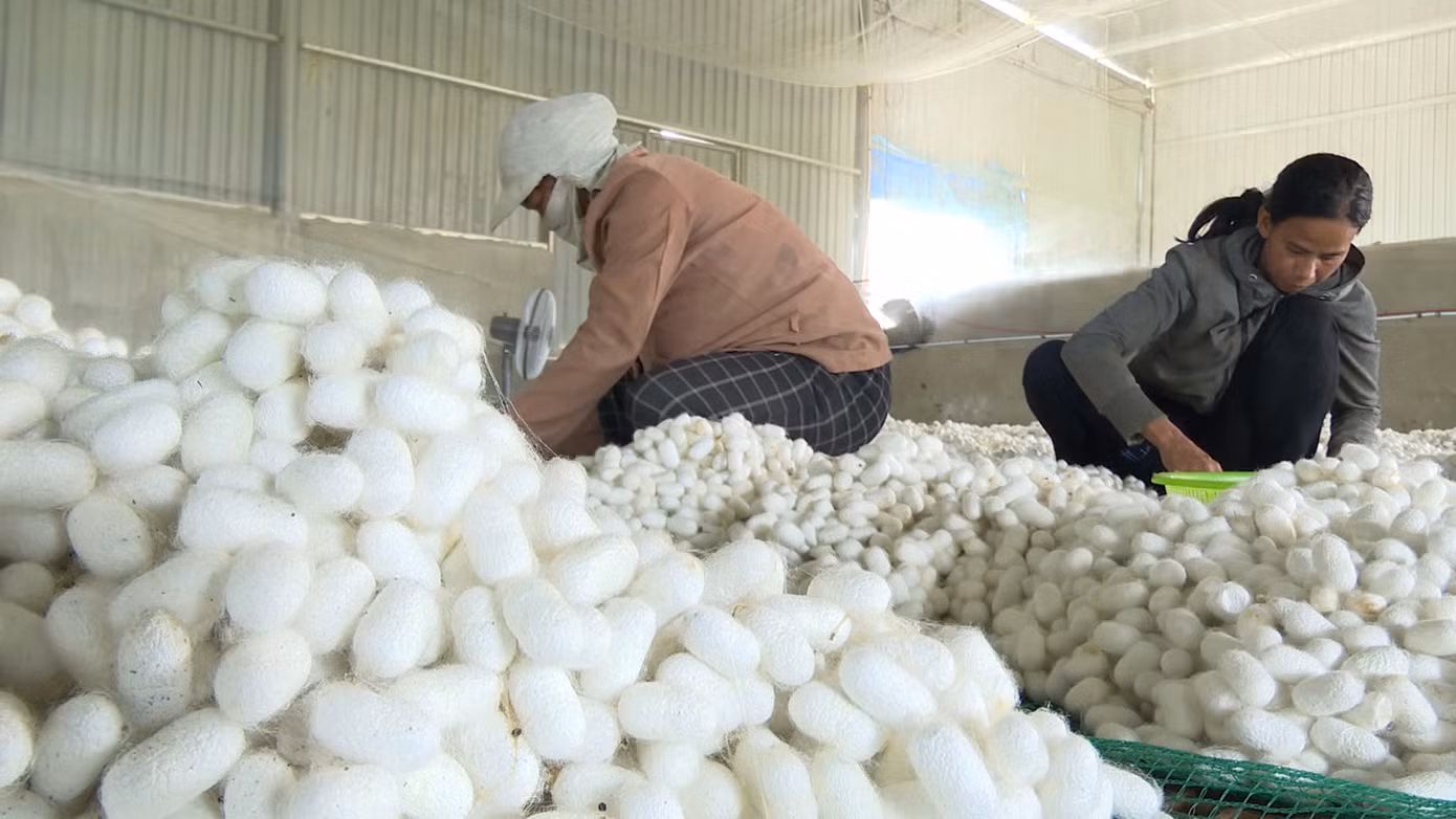 Nông dân tại xã Đăk Mar (huyện Đăk Hà) đang thu hoạch kén tằm.