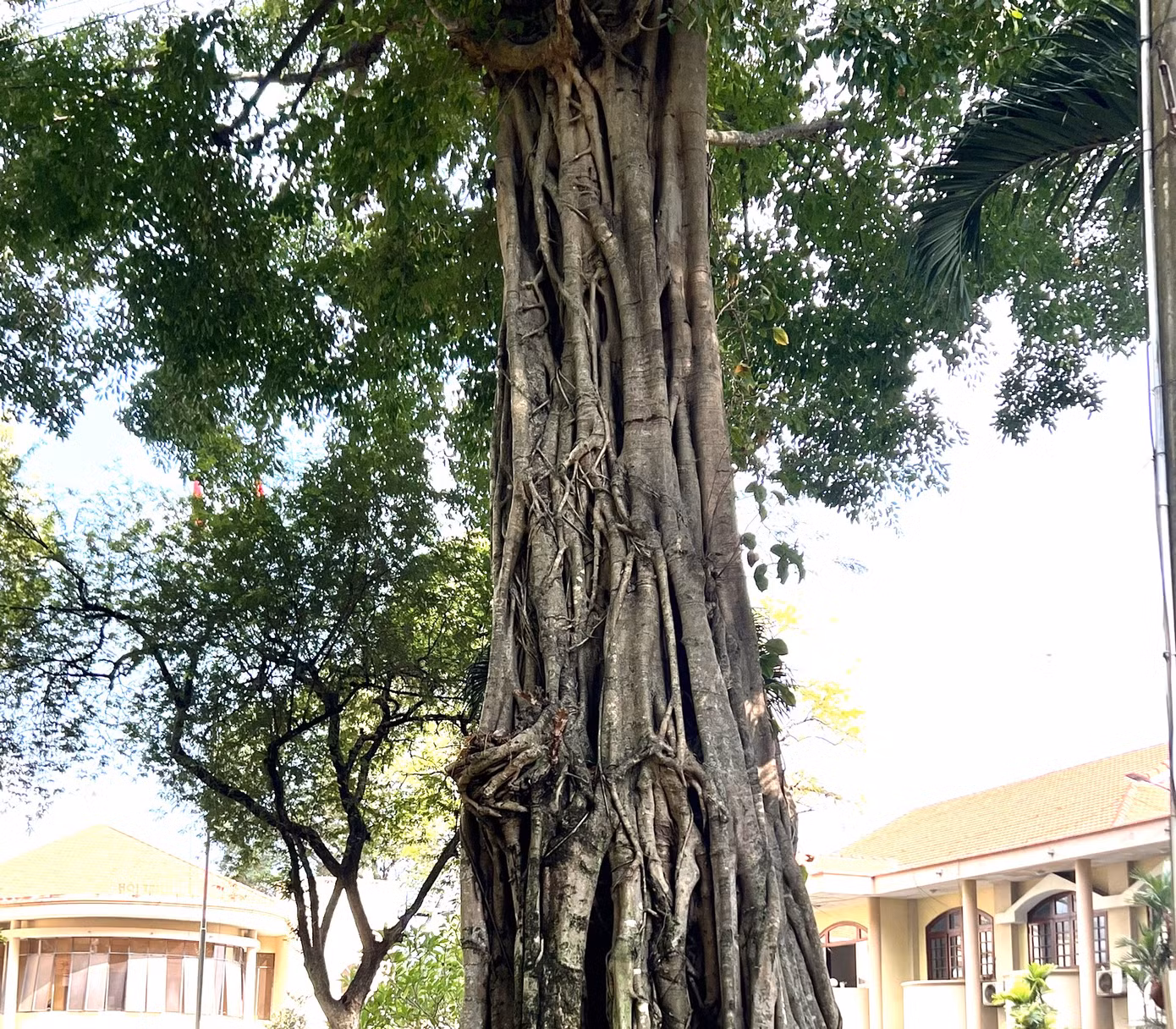 Theo lãnh đạo thành phố Thủ Dầu Một, việc công nhận quần thể cây Dầu Rái, cây Đa, cây Sao Đen, cây Gõ và Cây Bồ đề tại khuôn viên trụ sở là quần thể cây di sản Việt Nam có ý nghĩa rất quan trọng đối với nét đẹp về truyền thống văn hóa nơi đây. Theo lãnh đạo thành phố Thủ Dầu Một, việc công nhận quần thể cây Dầu Rái, cây Đa, cây Sao Đen, cây Gõ và Cây Bồ đề tại khuôn viên trụ sở là quần thể cây di sản Việt Nam có ý nghĩa rất quan trọng đối với nét đẹp về truyền thống văn hóa nơi đây.