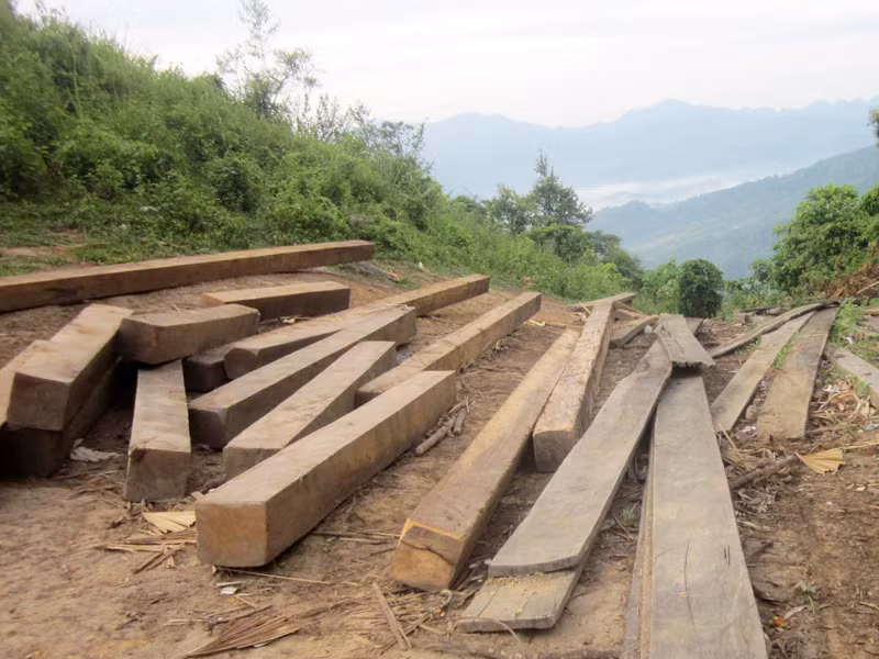 Gỗ nghiến được lâm tặc tập kết tại khu vực rừng đặc dụng ở xã Sảng Mộc (Võ Nhai, Thái Nguyên)