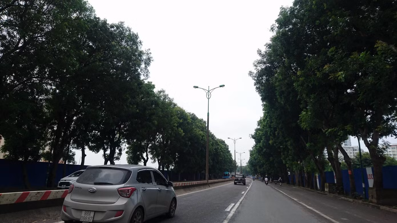 Chặt hạ, di dời 1.300 cây xanh ở Hà Nội từ ngày mai ảnh 2