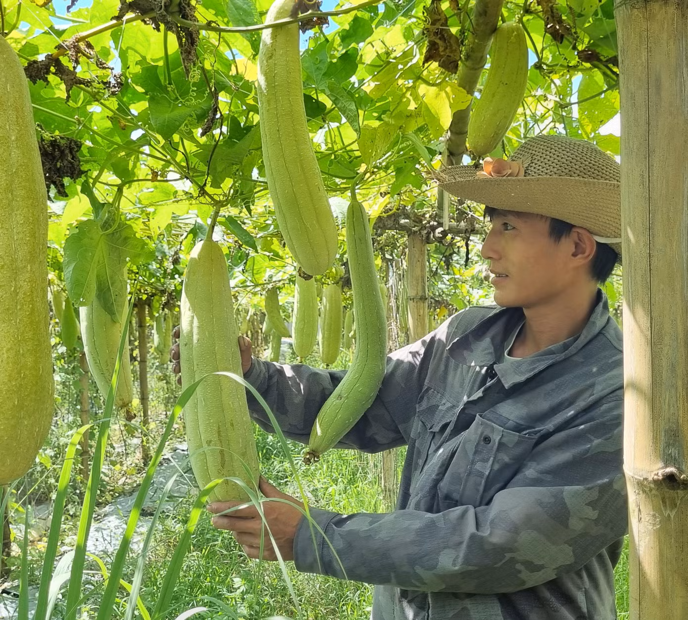 Vì vậy, năm 2019, anh quyết định nghỉ việc, về khởi nghiệp làm nông nghiệp. Điều này khiến người trong gia đình phản đối kịch liệt. Hàng xóm, bạn bè thì bảo là “điên, hấp” vì đang yên, đang lành làm việc ở ngân hàng lớn, lương tháng 30 đến 40 triệu đồng lại bỏ về đi trồng mướp lấy xơ, tiềm ẩn nhiều rủi ro. - Ảnh: Công nhân kiểm tra độ già và chất lượng của mướp.
