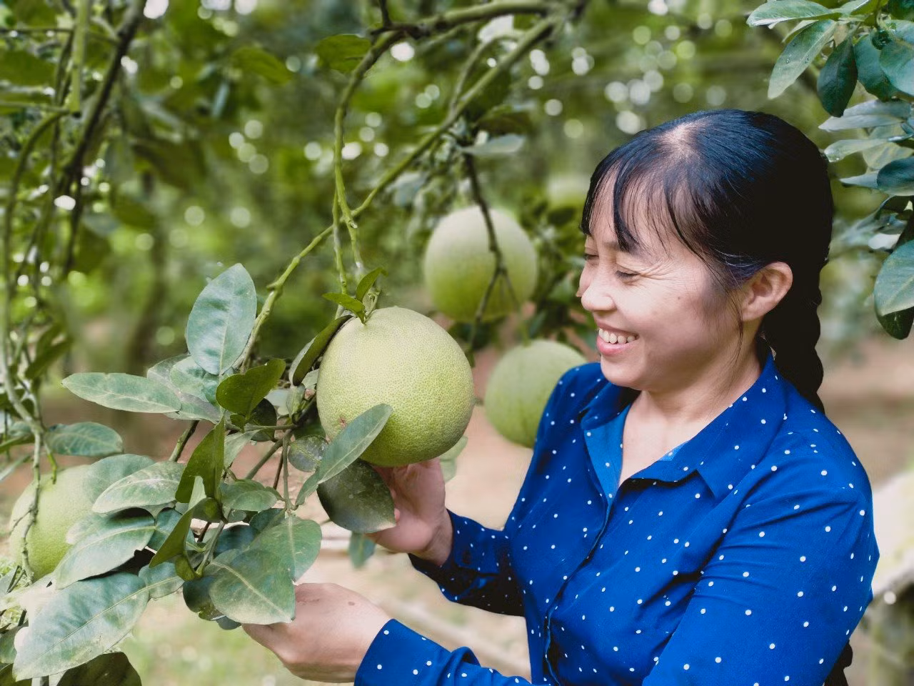 Chị Lưu Nguyệt Anh, người sáng lập HTX Bưởi Múc