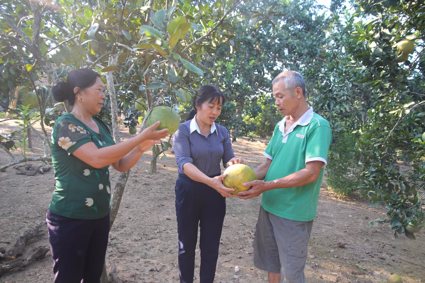 Những quả bưởi đạt chất lượng mới được đem ra thị trường.