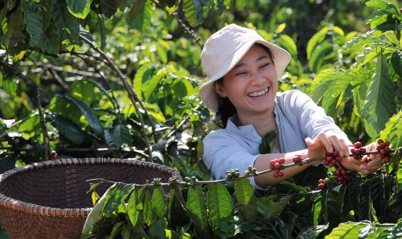 Xuất khẩu cà phê của Việt Nam tăng tới 66,0% lên 4,06 triệu bao trong tháng 1. (Ảnh minh họa)