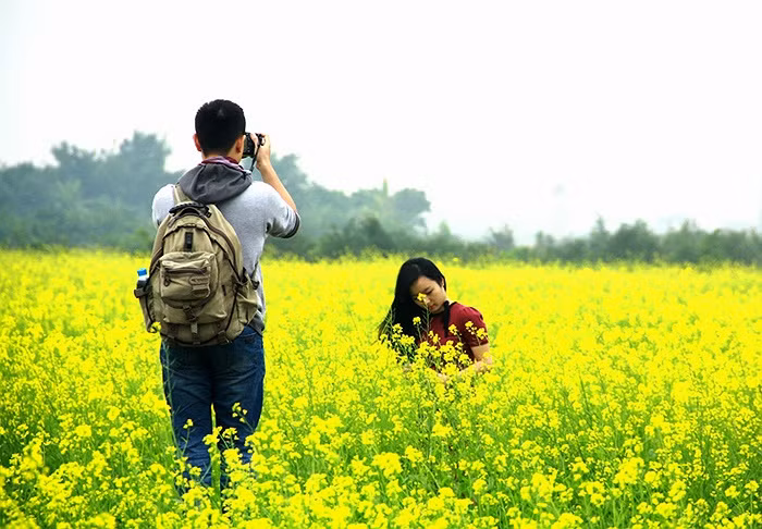 Những địa điểm chụp ảnh hoa cải đẹp có thể kể đến như: Dưới chân cầu Thanh Trì, đoạn bắc qua Gia Lâm, hoặc vườn cải ven đê sông Đuống ở Bắc Ninh