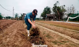 Vựa hoa lớn nhất xứ Huế nguy cơ ‘mất Tết’