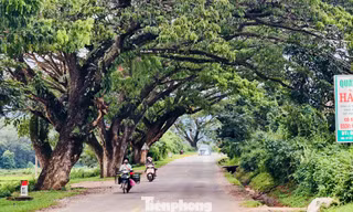 Ngắm hàng me Tây trăm tuổi như 'đường hầm xanh' đẹp mê mẩn ở Quảng Ngãi