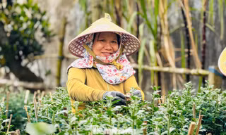 Hàng trăm nghìn chậu hoa cúc Tết ở Quảng Ngãi chưa nở đã được mua sạch