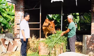 Thoát nghèo bền vững ở Quảng Ngãi với 'ngân hàng bò'
