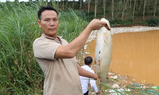 Vụ vỡ bờ bao hố chôn rác ở Quảng Ngãi: Cá chết hàng loạt, nước bốc mùi hôi