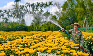 Làng hoa hơn 50 năm rộn ràng chở xuân khắp mọi miền