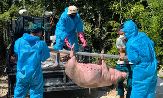 Dịch tả lợn châu Phi bùng phát dữ dội ở Quảng Ngãi