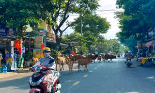Đà Nẵng ra quân xử lý nghiêm việc thả rông trâu bò giữa phố 