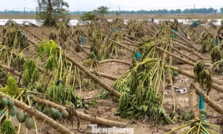 Cây trồng, hoa màu gãy đổ la liệt sau lũ ở Đà Nẵng