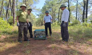 Vì sao TP Huế quyết liệt xử lý hành vi nuôi nhốt, mua bán chim chào mào?
