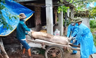 Dịch tả lợn lan 52 xã phường, Đà Nẵng xin kinh phí tiêm phòng cho lợn thịt
