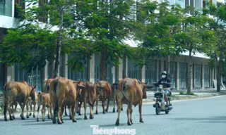 Trâu bò thả rông giữa khu dân cư, Đà Nẵng gia hạn chót xử lý