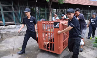 Hai gấu chó đầu tiên về trung tâm cứu hộ ở Huế sau hành trình 900 km