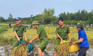 Đà Nẵng: Công an, thanh niên giúp người dân cứu lúa sau mưa lớn