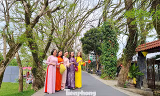 Du khách đổ về ngôi làng có hàng sưa cổ