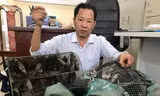 Chim yến được lực lượng Công ty Yến sào Khánh Hòa giải cứu