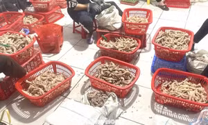 Phát hiện hàng tấn chân gà nghi nhập lậu từ bên kia biên giới. 