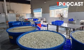 NÓNG 14/7: Phát hiện hơn 13 tấn chân gà ngâm hóa chất tẩy trắng