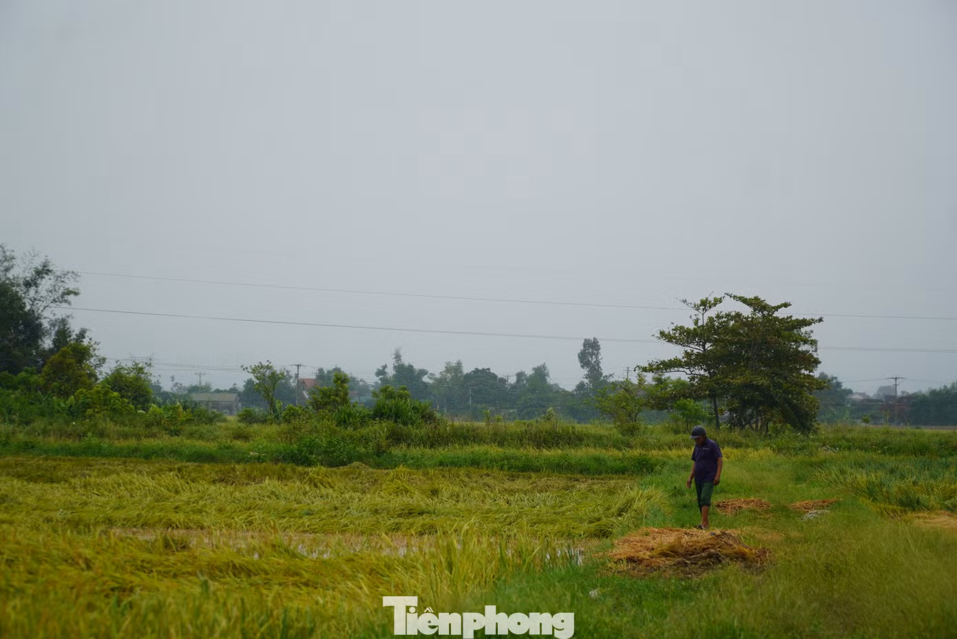 tp-93874.jpg