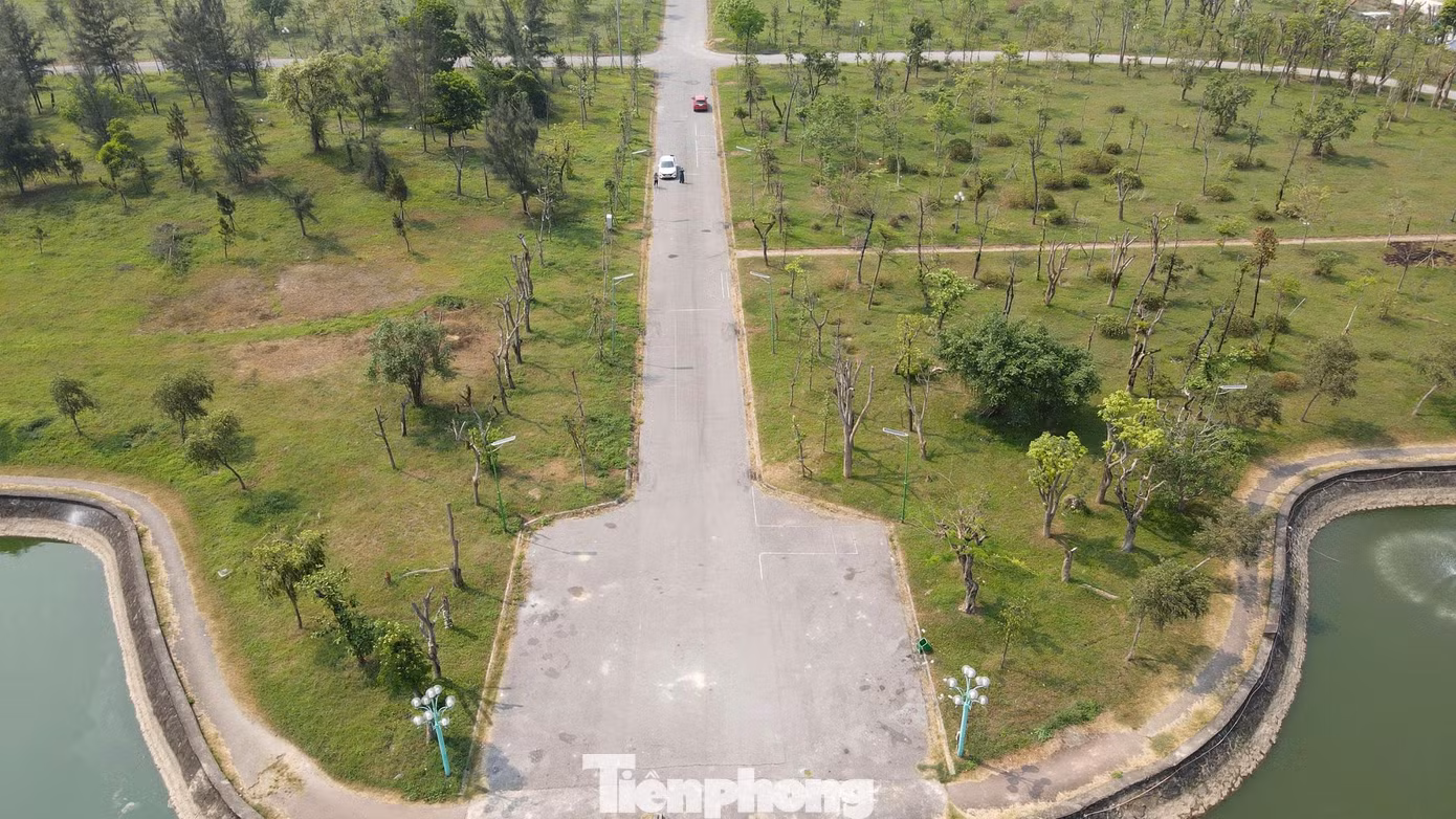 tp-cay-chet-s6.jpg