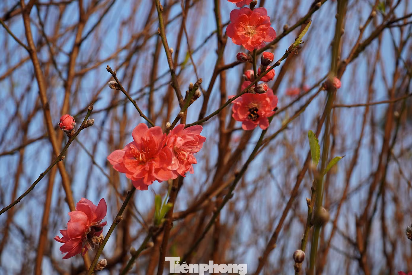 tp-dao-0292-2.jpg