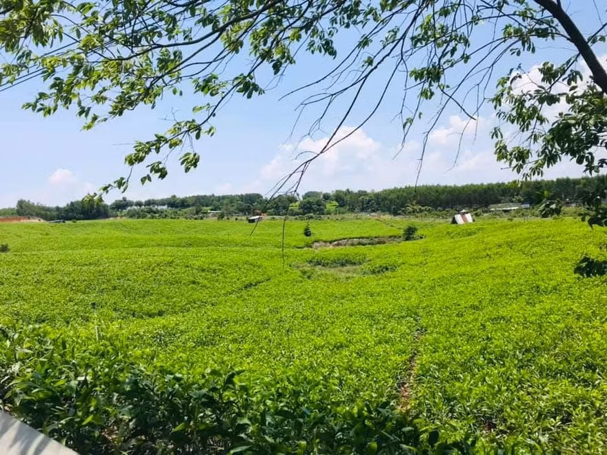 Thú vị tọa đàm “Hiểu về trồng rừng giữ nước”