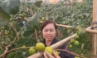 Người dân xã Đại Sơn thu hoạch táo.