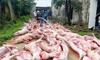 Sét đánh làm hỏng hệ thống điện trong 2 trang trại ở xã Lục Nam (Bắc Ninh), khiến hơn 550 con lợn chết ngạt.