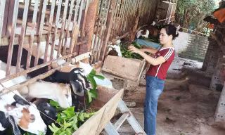 Chị Đích Thị Hoa thoát nghèo từ con dê.