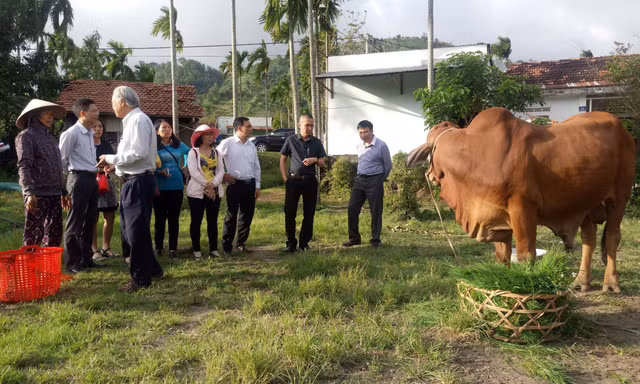 Xã Krông Bông trao tặng bò giống cho các hộ dân có hoàn cảnh khó khăn.