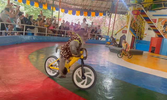 Mãn nhãn màn trình diễn xiếc mãn nhãn của các chú khỉ. 