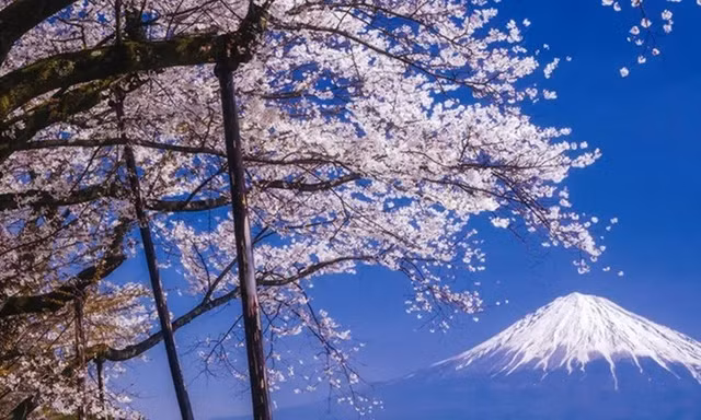 Một thành phố ở Nhật Bản bất ngờ hủy lễ hội hoa anh đào