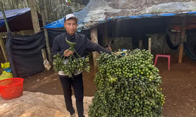 Cuối vụ, thương lái Trung Quốc kén hàng khiến giá cau tươi "tụt giốc".