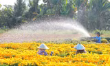 Làng hoa Sa Đéc rực rỡ chuẩn bị Festival Hoa – Kiểng