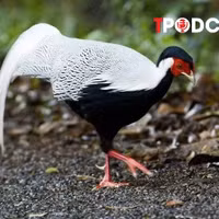 NÓNG 13/8: Từ vụ nuôi, bán gà lôi trắng nhận án 6 năm tù: Cục Kiểm lâm chỉ cách nuôi đúng luật