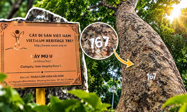 Những cây cổ thụ có tuổi đời 'khủng' ở Thảo Cầm Viên Sài Gòn