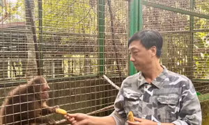 Nơi ứng cứu động vật sách đỏ ở Phú Thọ