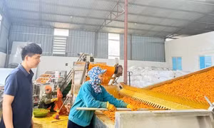 Chàng thanh niên ở Phú Thọ xây nên cơ đồ, tạo việc làm cho hàng chục lao động