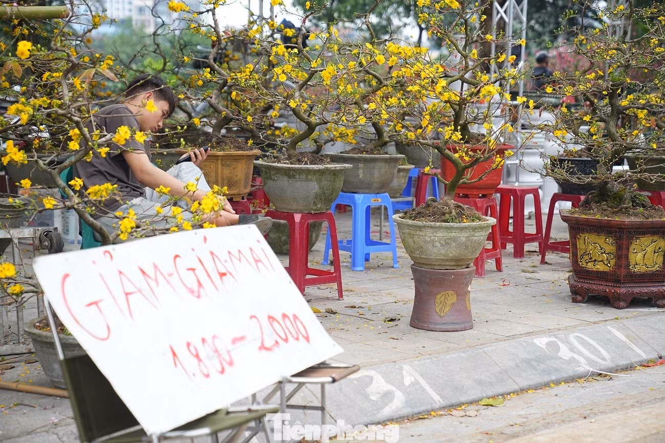 tp-mai-vang-anh-2.jpg
