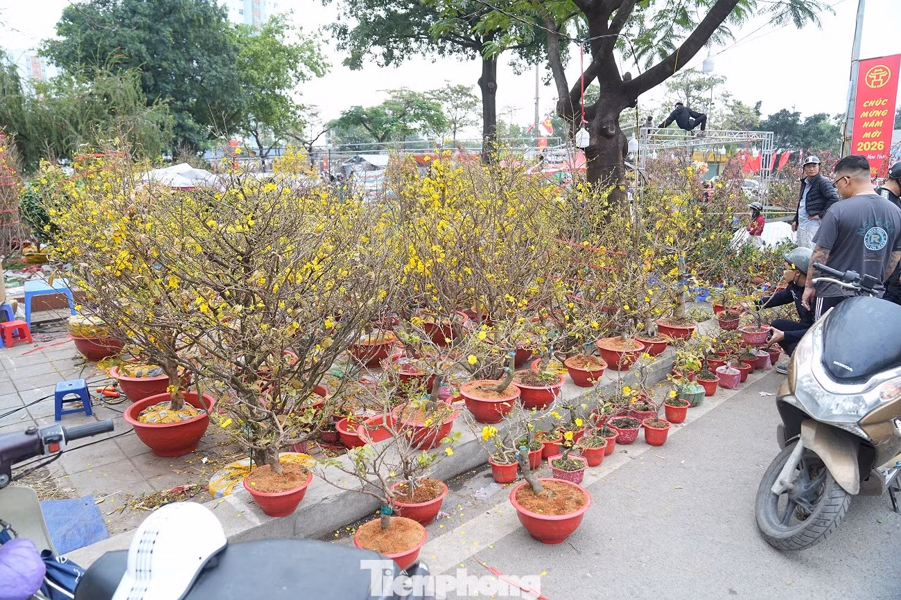tp-mai-vang-anh-5.jpg