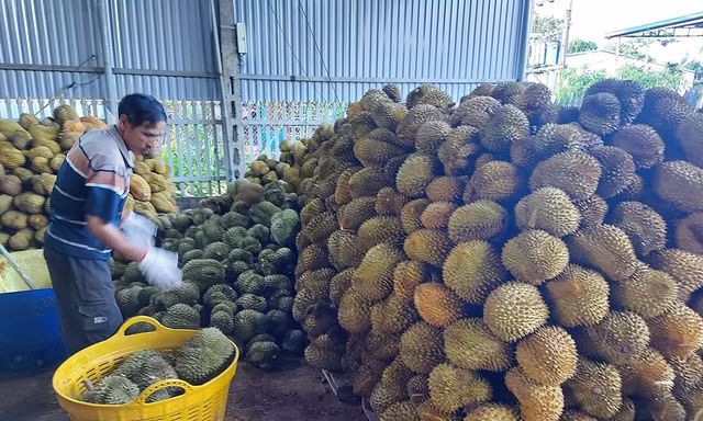 Năm 2025, sản lượng sầu riêng của tỉnh Đắk Lắk ước đạt 390.000 tấn. Ảnh: Tuấn Nguyễn