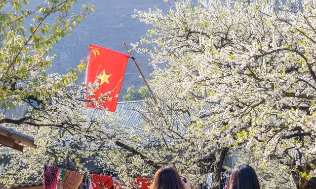 Tour hoa mận Mộc Châu nở rộ mấy năm nay khiến đường lên Mộc Châu vào mùa hoa năm nào cũng tắc 
